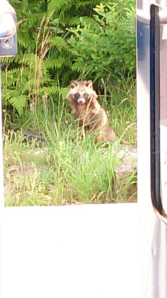 야생너구리한테 밥을주니까..... | 인스티즈