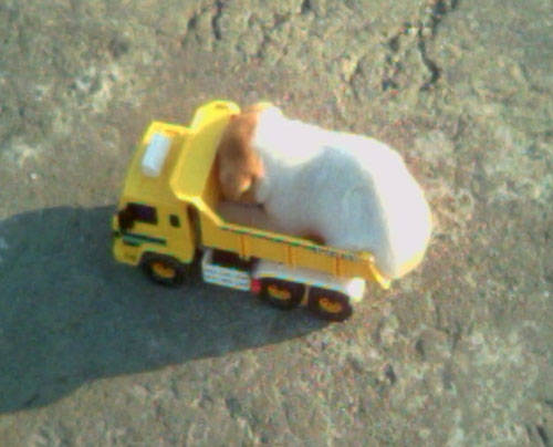 충격!! 트럭크기만한 개!!!! | 인스티즈