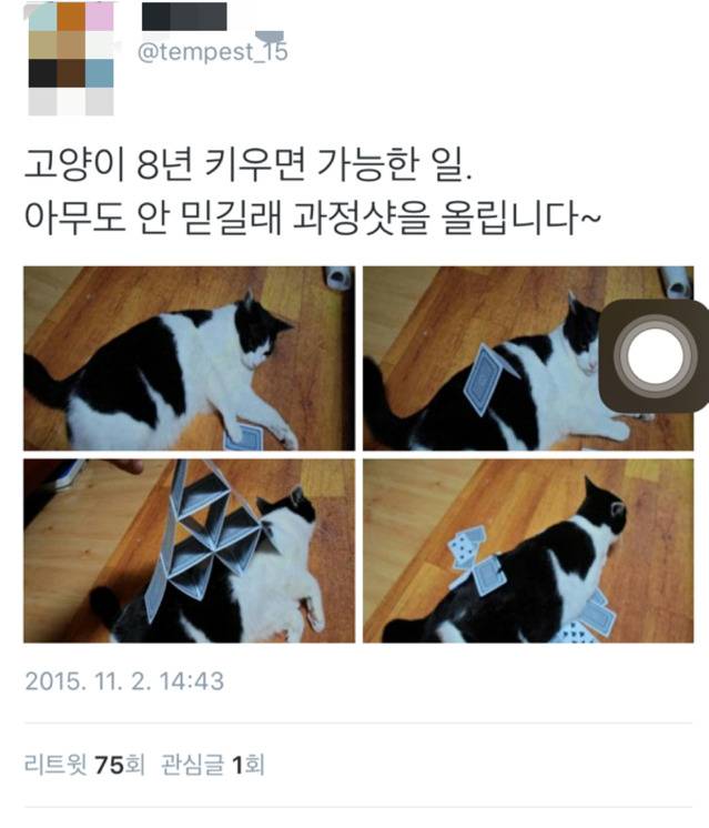 고양이를 8년 키우면 가능 한 일 | 인스티즈