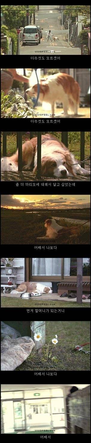 개의 일생 | 인스티즈