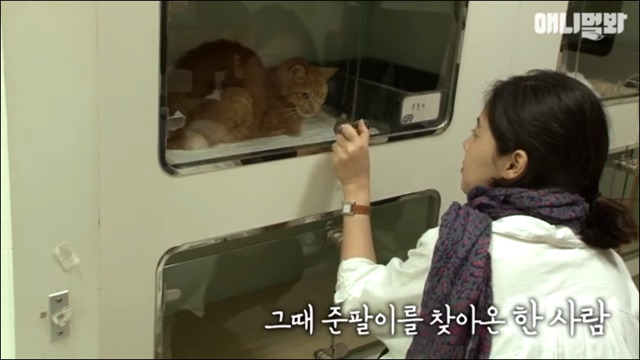 거식증 걸린 고양이 준팔이 그후 | 인스티즈