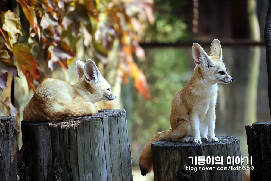 에버랜드 사막여우 스페셜 | 인스티즈