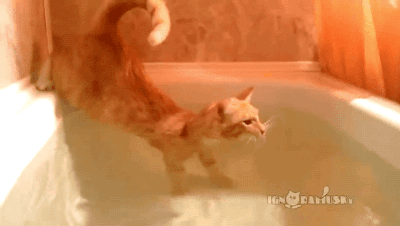 고양이가 물을 이상하게 마셔요 ◐◐...◑◑ | 인스티즈