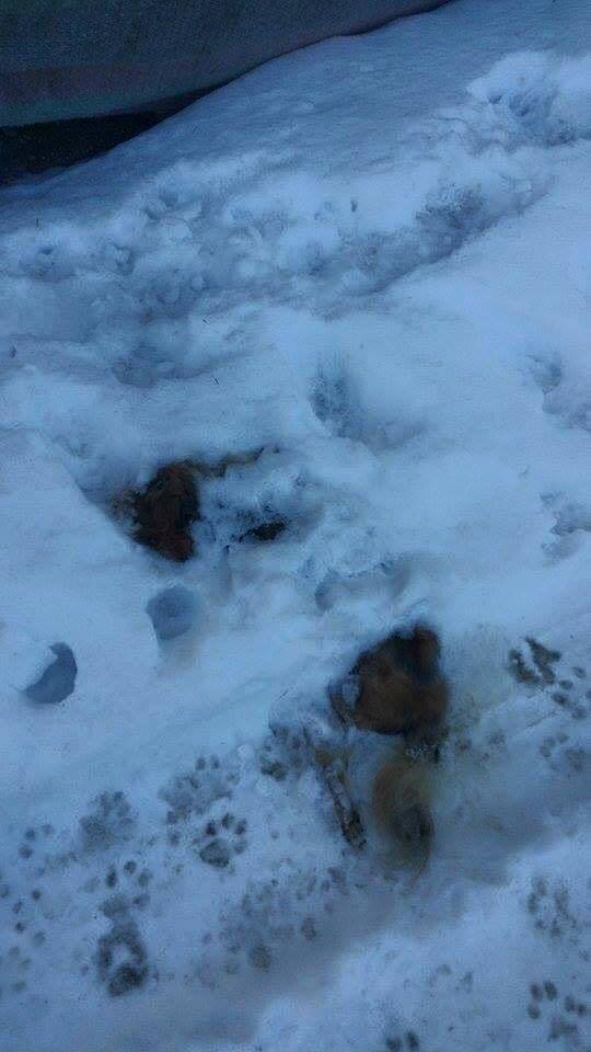 눈속에 숨져있는 강아지의 모습 | 인스티즈