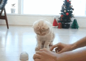 고양이의 뛰어난 감각.gif | 인스티즈