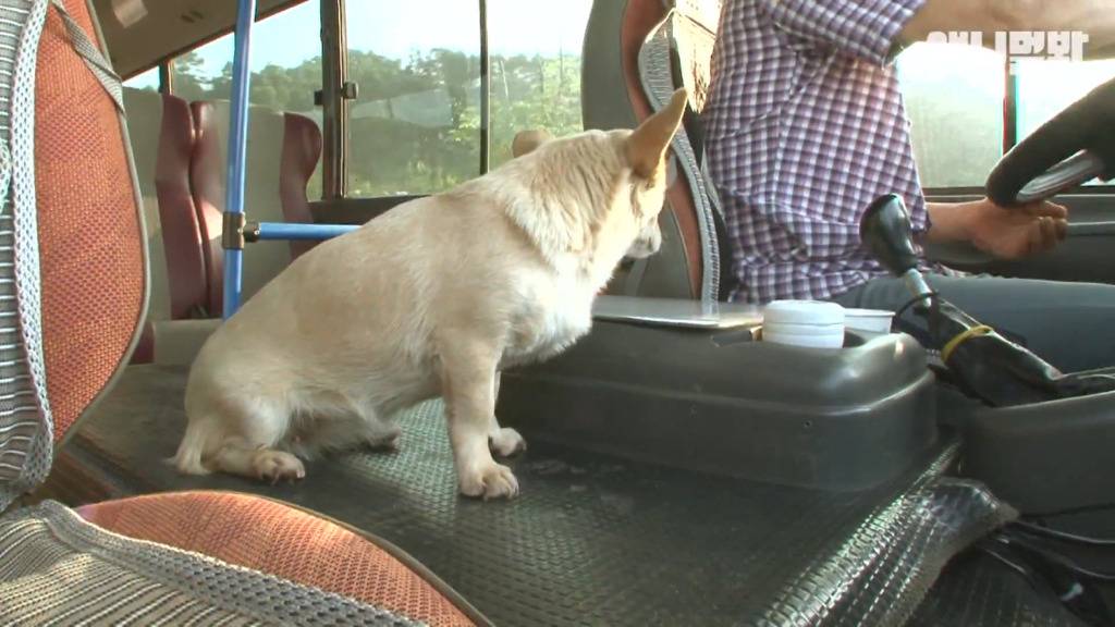 혼자 버스타고 지인 만나러 가는 강아지 상연이.jpg | 인스티즈