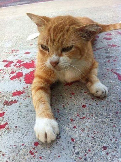 길 걷다가 발견한 고양이..jpg | 인스티즈