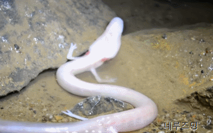 지구상에 살고있으면서 보기힘든 신기한 생물들 TOP 8 | 인스티즈