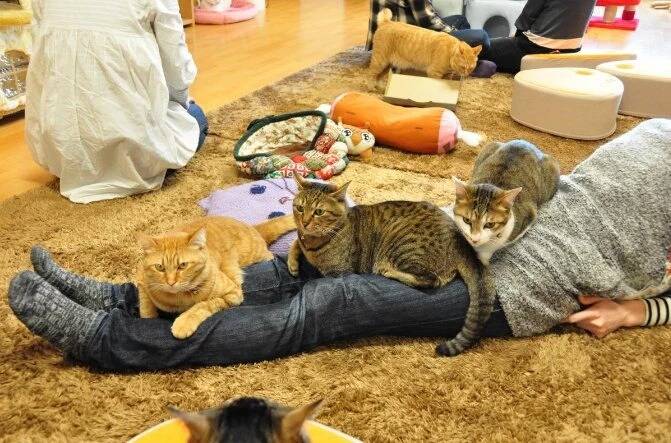 왜 사람에게는 고양이의 캣닢에 해당하는 것이 없는가.twt | 인스티즈