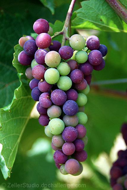 우리가 잘모르는 포도의 모습 | 인스티즈