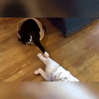 어디가냥.gif | 인스티즈