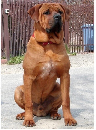 국내에서도 은근 많이 키우는 대형견들 | 인스티즈