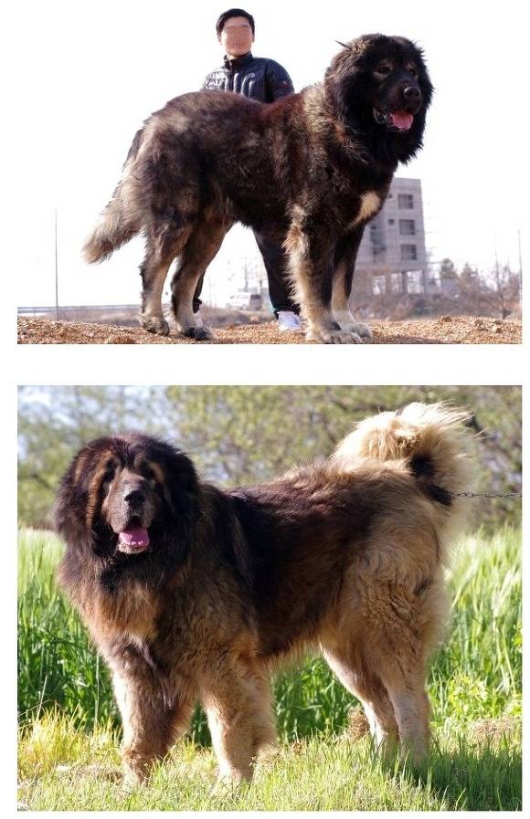 국내에서도 은근 많이 키우는 대형견들 | 인스티즈