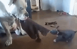 고양이와 강아지 | 인스티즈