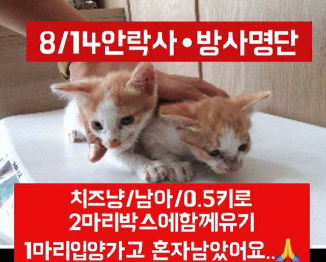안락사명단 아이들 보고가줘ㅠㅠ 엄청많아.. | 인스티즈