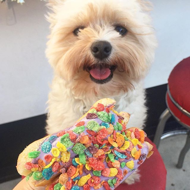 미식가 강아지 뽀빠이 | 인스티즈