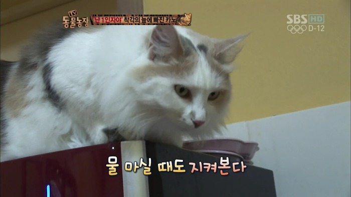 흥미로운 고양이들의 세계 | 인스티즈