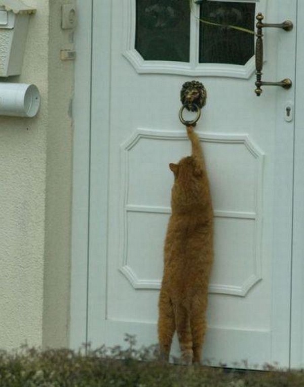 집사들이 문단속을 잘해야 하는 이유 | 인스티즈