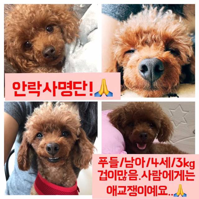 안락사명단 아이들 보고가줘ㅠㅠ 엄청많아.. | 인스티즈