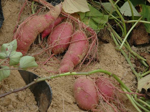 신이 주신 완전한 식품 | 인스티즈