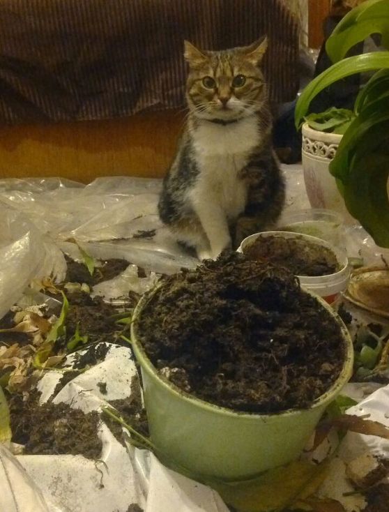 나능~ 화분이 정말 좋다냥~ | 인스티즈