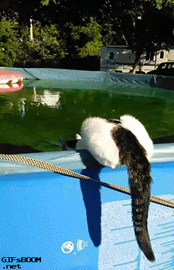 물위를 걷는 고양이.gif | 인스티즈