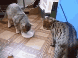 고양이 두 마리.gif | 인스티즈