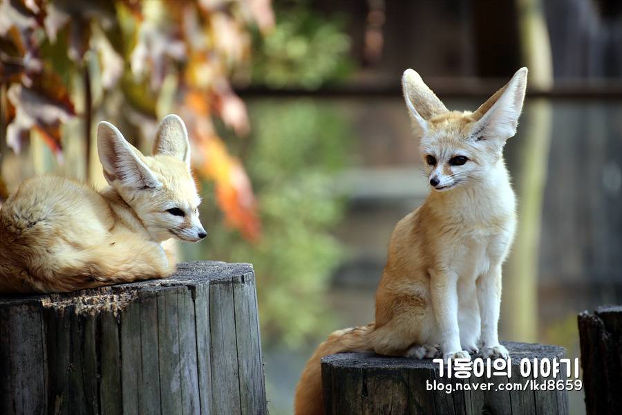 에버랜드 사막여우 스페셜 | 인스티즈