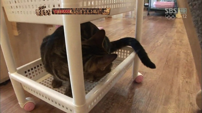 흥미로운 고양이들의 세계 | 인스티즈