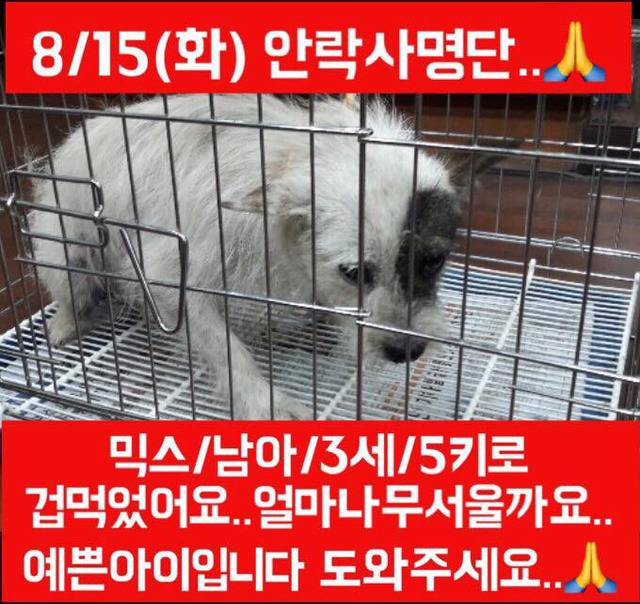 안락사명단 아이들 보고가줘ㅠㅠ 엄청많아.. | 인스티즈