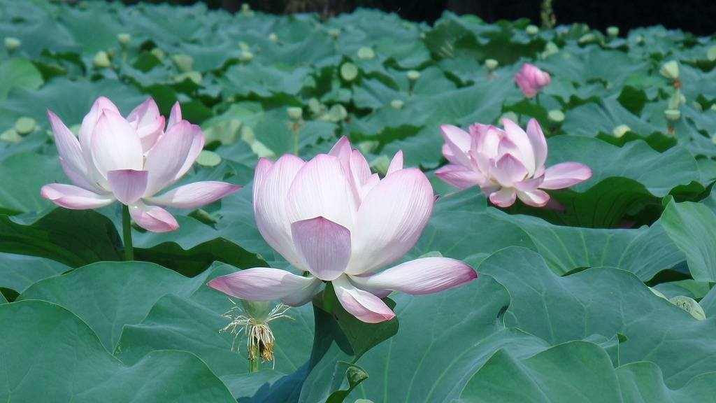 데이트 코스로 유명한 전주 덕진공원 예쁜 연꽃 풍경 | 인스티즈