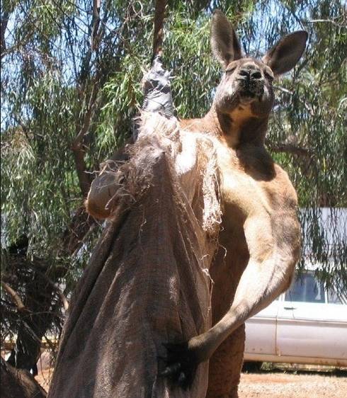 캥거루는 니가 생각하는것만큼 귀여운 동물이 아니야 | 인스티즈