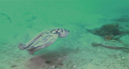 위장술이 중요한 이유 | 인스티즈