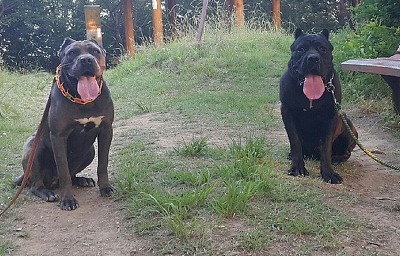 우리개는 안물어요~ | 인스티즈