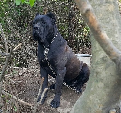 우리개는 안물어요~ | 인스티즈