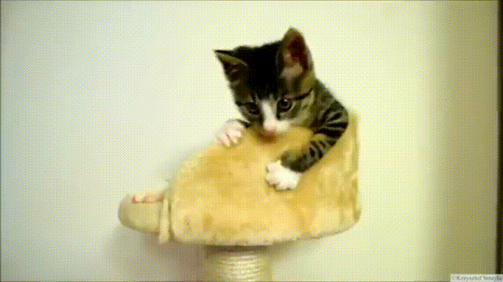 귀여운 아기고양이.gif | 인스티즈