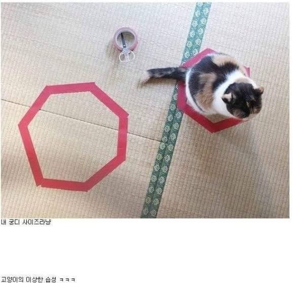 신기한 냥이 종특.jpg | 인스티즈