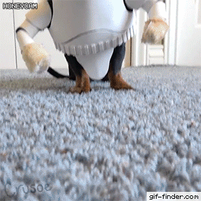 주인놈이 이상한걸 사왔다 | 인스티즈