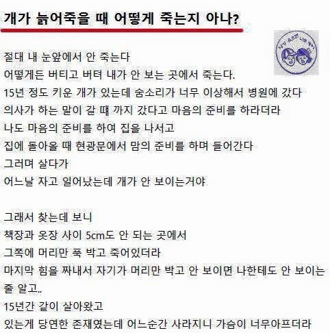 개가 늙어죽을 때 어떻게 죽는지 아니? | 인스티즈