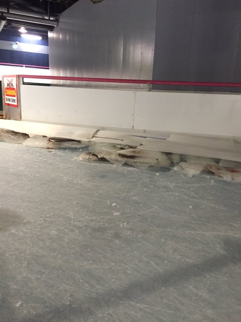 물고기 5천마리를 얼려 만든 일본의 아이스링크 | 인스티즈