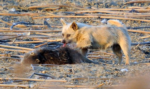 한국의 작은 들개들 | 인스티즈