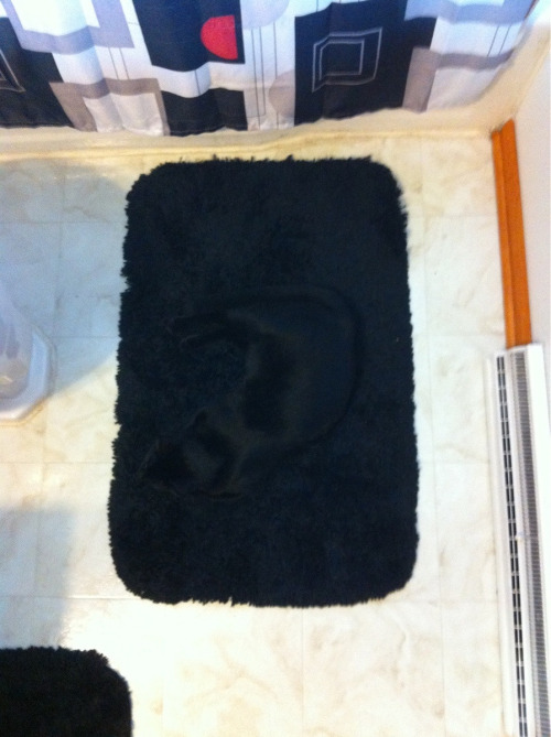 나 찾아보라냥~ | 인스티즈