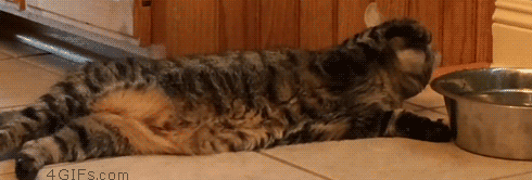 고양이가 물을 이상하게 마셔요 ◐◐...◑◑ | 인스티즈