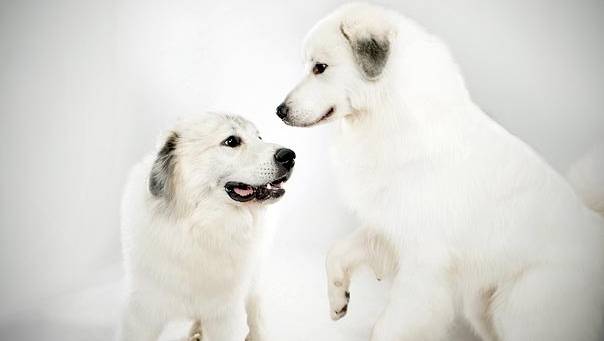 그레이트 피레니즈에 대하여 | 인스티즈