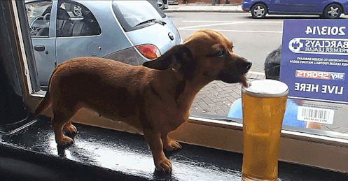 맥주 마시는 댕댕이.gif | 인스티즈