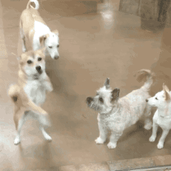 귀여운 동물들 | 인스티즈