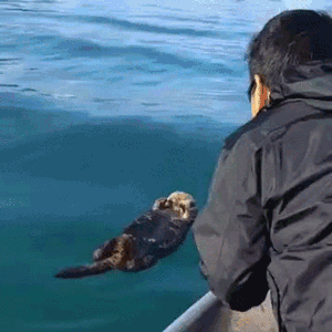 잠자다가 깜짝 놀란 해달.gif | 인스티즈