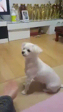 주인의 농락에 돌아버린 멍멍이 . gif | 인스티즈