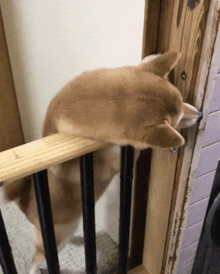 주인을 반기는 멍멍이 | 인스티즈