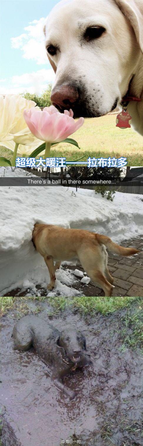 리얼 마이펫의 이중생활 | 인스티즈